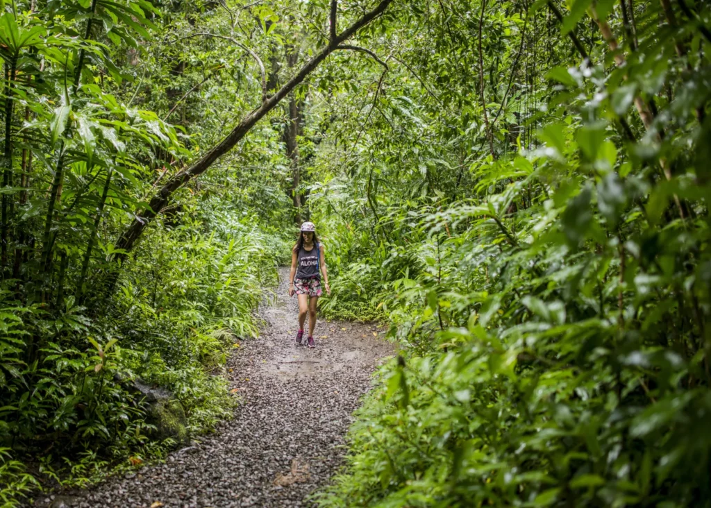 Visitor on a path surrounded by lush tropical forest